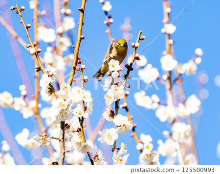A cute Japanese white-eye visiting plum blossoms in full bloom 125500993
