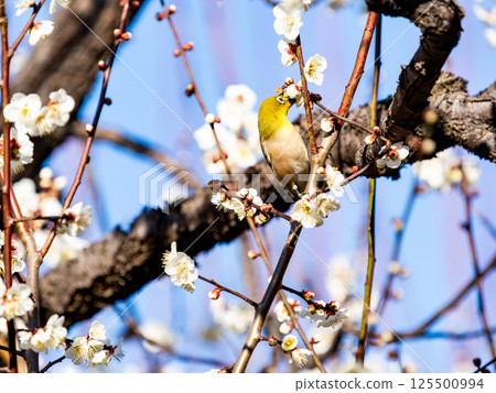 一隻可愛的繡眼鳥正在觀賞盛開的梅花 一隻可愛的繡眼鳥正在觀賞盛開的梅花 125500994