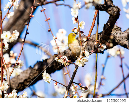 一隻可愛的繡眼鳥正在觀賞盛開的梅花 一隻可愛的繡眼鳥正在觀賞盛開的梅花 125500995