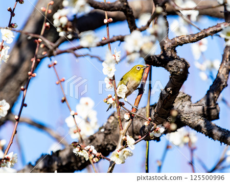 A cute Japanese white-eye visiting plum blossoms in full bloom A cute Japanese white-eye visiting plum blossoms in full bloom 125500996