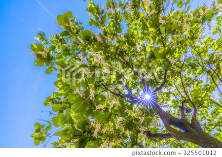 Yokohama cityscape in Japan. The white and green of the white cloud tree stands out. The flower language is grandeur, a journey of love, and a cheerful person. 125501012