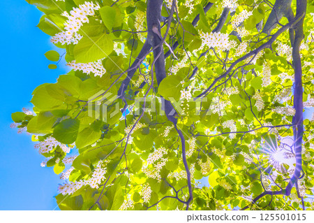 Yokohama cityscape in Japan. The white and green of the white cloud tree stands out. The flower language is grandeur, a journey of love, and a cheerful person. 125501015