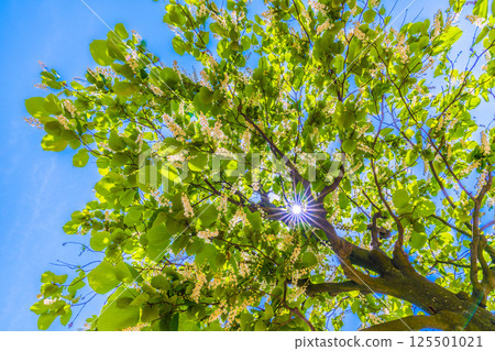 Yokohama cityscape in Japan. The white and green of the white cloud tree stands out. The flower language is grandeur, a journey of love, and a cheerful person. Yokohama cityscape in Japan. The white and green of the white cloud tree stands out. The flower language is grandeur, a journey of love, and a cheerful person. 125501021