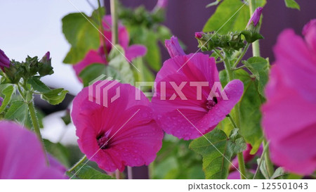 flowers of pink Lavatera (malvaceae), or annual, rose, regal Mallow in garden close up. 125501043