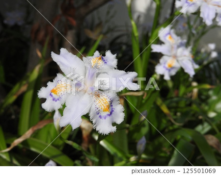 Flowers of the perennial Iridaceae plant "Iris japonica" 125501069