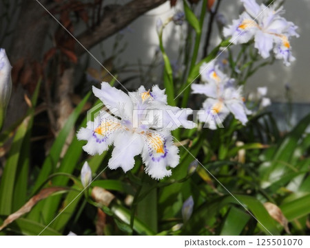 鳶尾科多年生植物「日本鳶尾」的花 125501070
