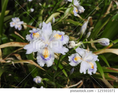 鳶尾科多年生植物「日本鳶尾」的花 125501071