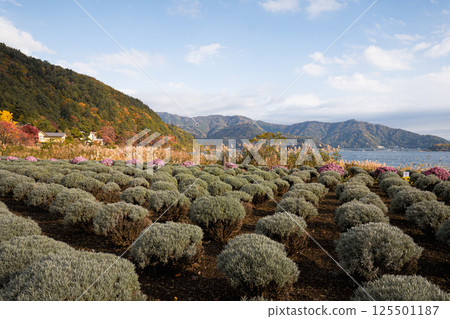 View of Kochia bush garden with tourists at Oishi park 125501187