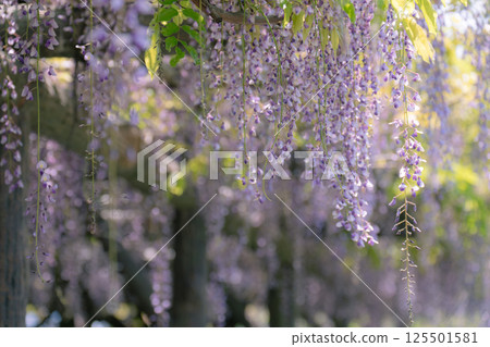 Wisteria flowers, an ancient Japanese flower with drooping purple petals 125501581