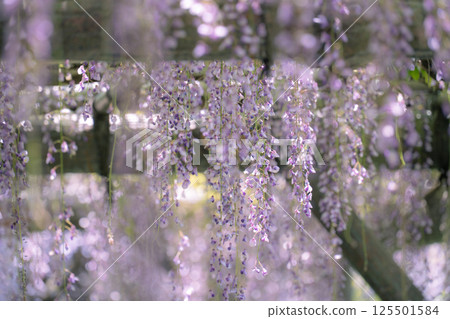 紫藤花，一種古老的日本花卉，花瓣呈下垂的紫色 125501584