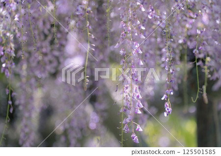 紫藤花，一種古老的日本花卉，花瓣呈下垂的紫色 125501585