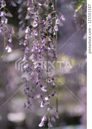 Wisteria flowers, an ancient Japanese flower with drooping purple petals 125501587