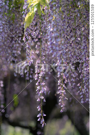 紫藤花，一種古老的日本花卉，花瓣呈下垂的紫色 125501589