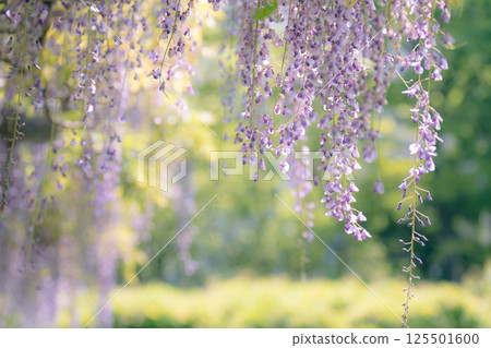 紫藤花,一種古老的日本花卉,花瓣呈下垂的紫色 紫藤花,一種古老的日本花卉,花瓣呈下垂的紫色 125501600
