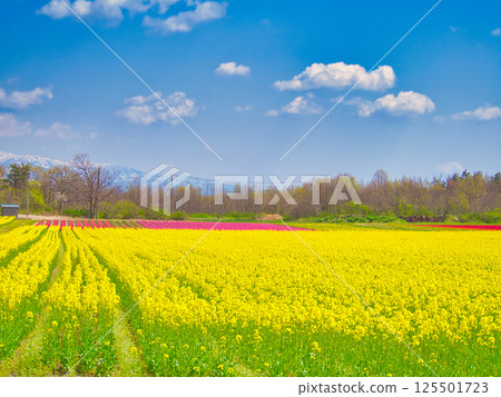 新潟縣胎內市的春天風景 125501723