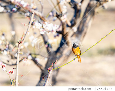 A cute robin visiting plum blossoms in full bloom A cute robin visiting plum blossoms in full bloom 125501728
