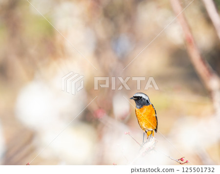 一隻可愛的知更鳥正在觀賞盛開的梅花 一隻可愛的知更鳥正在觀賞盛開的梅花 125501732