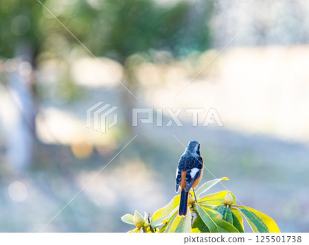 一隻可愛的知更鳥正在觀賞盛開的梅花 一隻可愛的知更鳥正在觀賞盛開的梅花 125501738