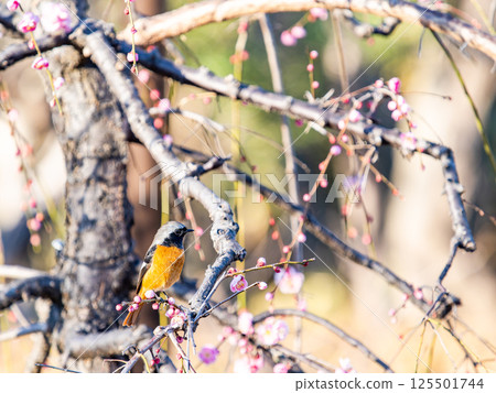 A cute robin visiting plum blossoms in full bloom A cute robin visiting plum blossoms in full bloom 125501744