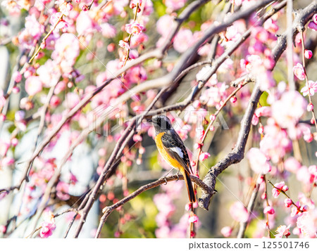 A cute robin visiting plum blossoms in full bloom A cute robin visiting plum blossoms in full bloom 125501746