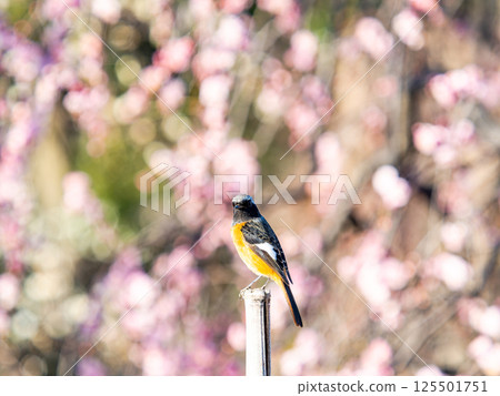 A cute robin visiting plum blossoms in full bloom A cute robin visiting plum blossoms in full bloom 125501751
