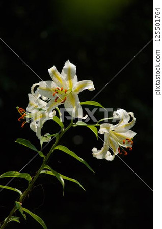 Magnificent mountain lilies blooming along the mountain path behind the house 2 Magnificent mountain lilies blooming along the mountain path behind the house 2 125501764