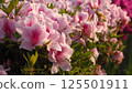 粉紅色和紅色杜鵑花的照片 125501911