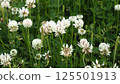白色三葉草的照片 125501913