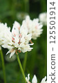 白色三葉草的照片 125501914
