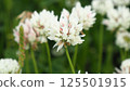 白色三葉草的照片 125501915