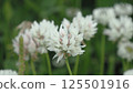 白色三葉草的照片 125501916