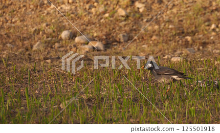 田野裡的野鳥照片 125501918