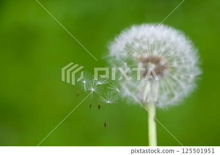 The moment the fluff of a dandelion takes flight The moment the fluff of a dandelion takes flight 125501951