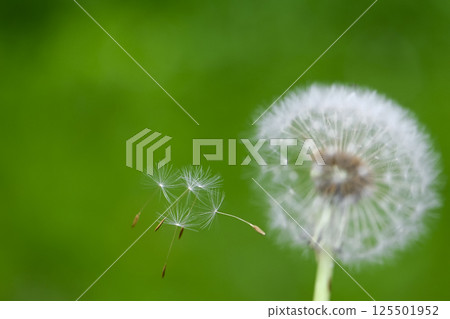 蒲公英的絨毛飛起來的那一刻 125501952
