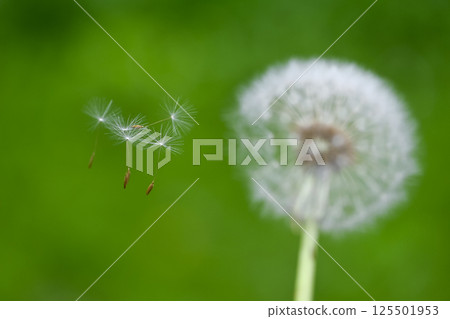 The moment the fluff of a dandelion takes flight The moment the fluff of a dandelion takes flight 125501953