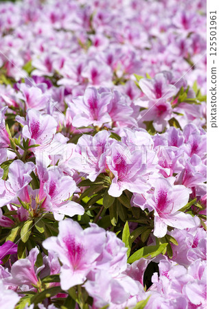Azalea 125501961