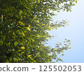 一張充滿夏日氣息的天空和樹葉的照片 125502053