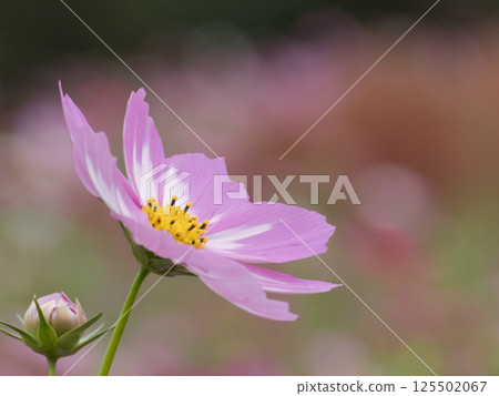 Autumn flower cosmos Autumn flower cosmos 125502067