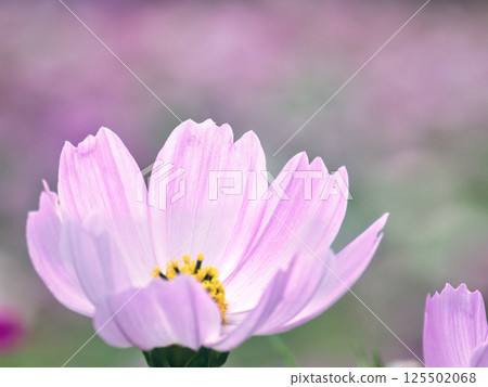 Beautiful pale pink cosmos 125502068