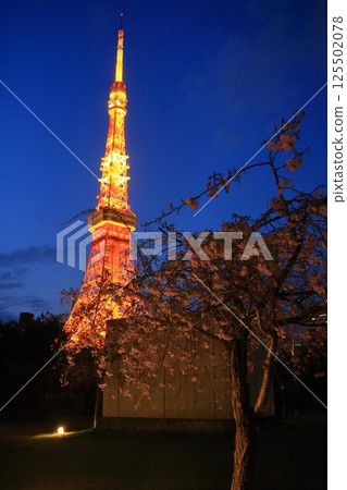 Cherry blossoms in full bloom and illuminated Tokyo Tower Cherry blossoms in full bloom and illuminated Tokyo Tower 125502078