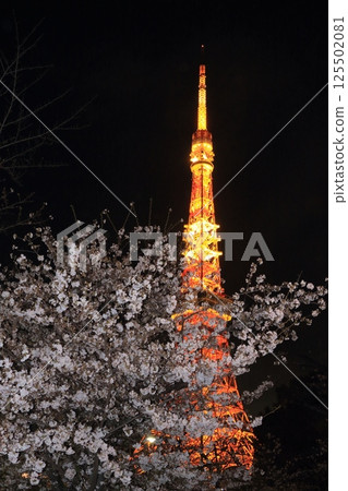 Cherry blossoms in full bloom and illuminated Tokyo Tower Cherry blossoms in full bloom and illuminated Tokyo Tower 125502081