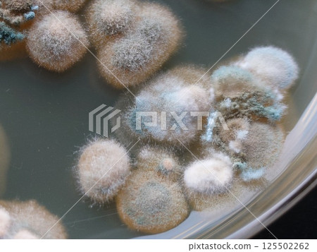 Mold spores infesting a petri dish 125502262