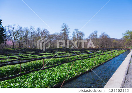 安曇野市大王芥末農場 125502323