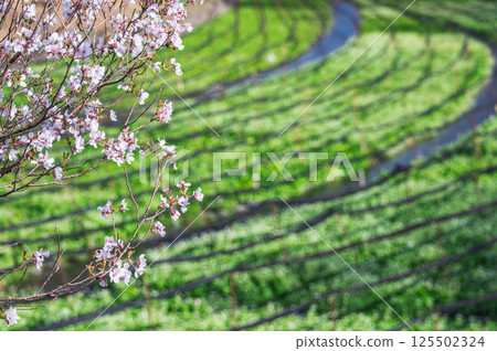 櫻花季的安曇野市山葵田 櫻花季的安曇野市山葵田 125502324