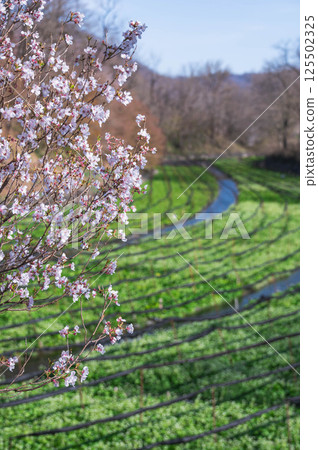 Wasabi fields when cherry blossoms bloom, Azumino City Wasabi fields when cherry blossoms bloom, Azumino City 125502325