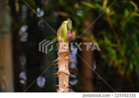 塔拉芽 塔拉芽 125502338