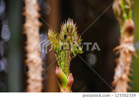 塔拉芽 塔拉芽 125502339