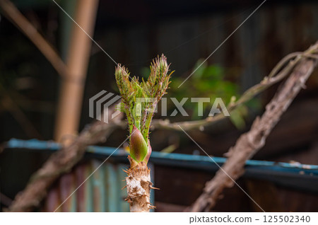 Tara bud Tara bud 125502340
