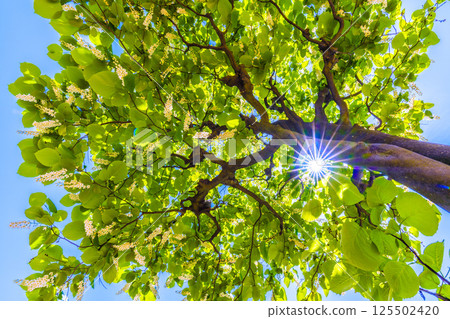 Yokohama cityscape in Japan. The white and green of the white cloud tree stands out. The flower language is grandeur, a journey of love, and a cheerful person. 125502420