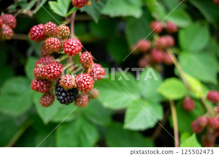Blackberry fruit colored red Blackberry fruit colored red 125502473